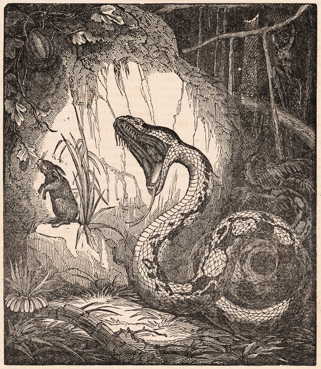 En boa constrictor åbner munden for at fortære en kanin (kobberstik) af Unknown Artist