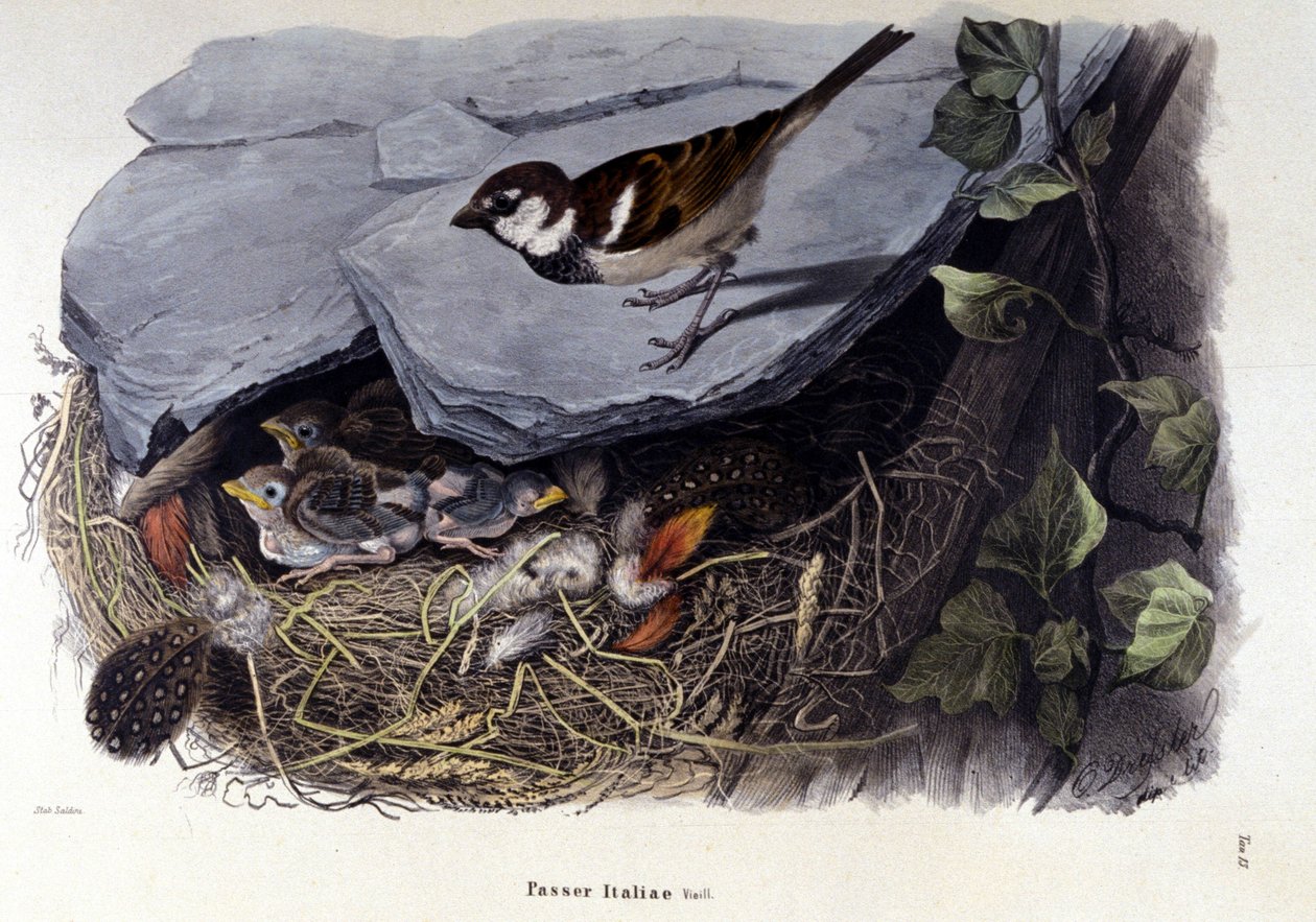 En tavle, der repræsenterer en almindelig fugl (eller spurv) nær dens rede. af Unknown artist