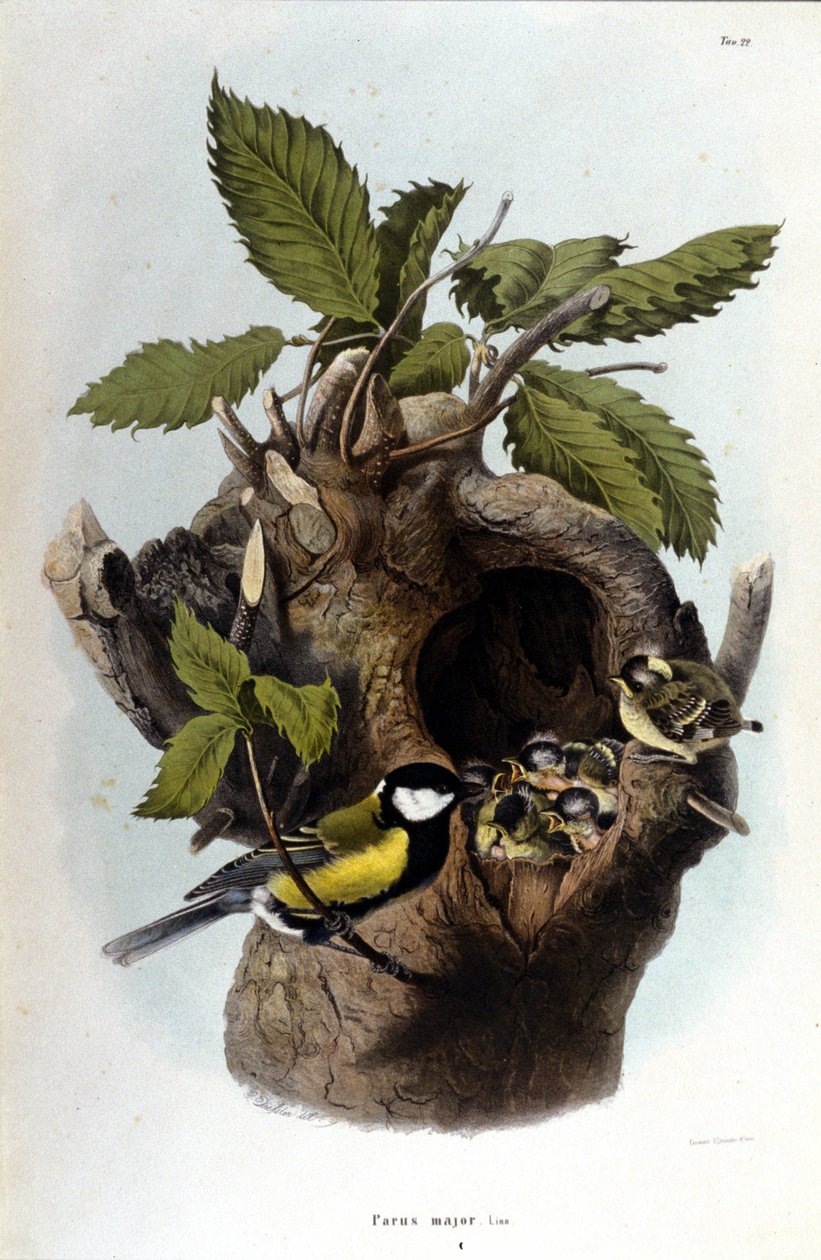 En tavle, der repræsenterer en almindelig fugl (eller spurv) nær dens rede. af Unknown artist
