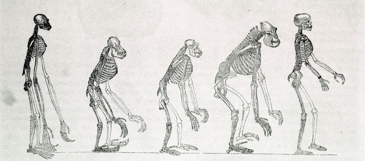 En sammenlignende undersøgelse af menneskets og abernes skeletter: gibbon, orang outan (orang-utang, orang outang, orangutang), chimpanse og gorilla. af Unknown artist