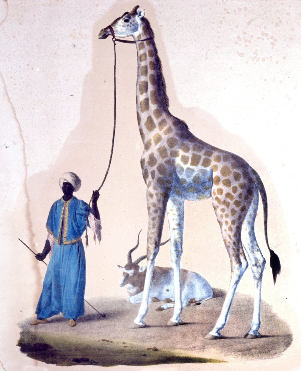 En giraf og hendes træner i cirkus. Litografi af Unknown artist
