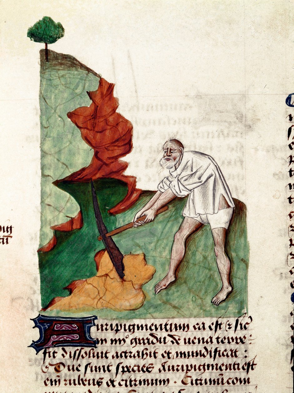 En guldsøgende side af manuskriptet ""Behandlinger på urter"" (Tractatus de herbis) af Pedanius Dioscorides (Dioscorides) (40-90 e.Kr.) Lat.1152 af Unknown artist