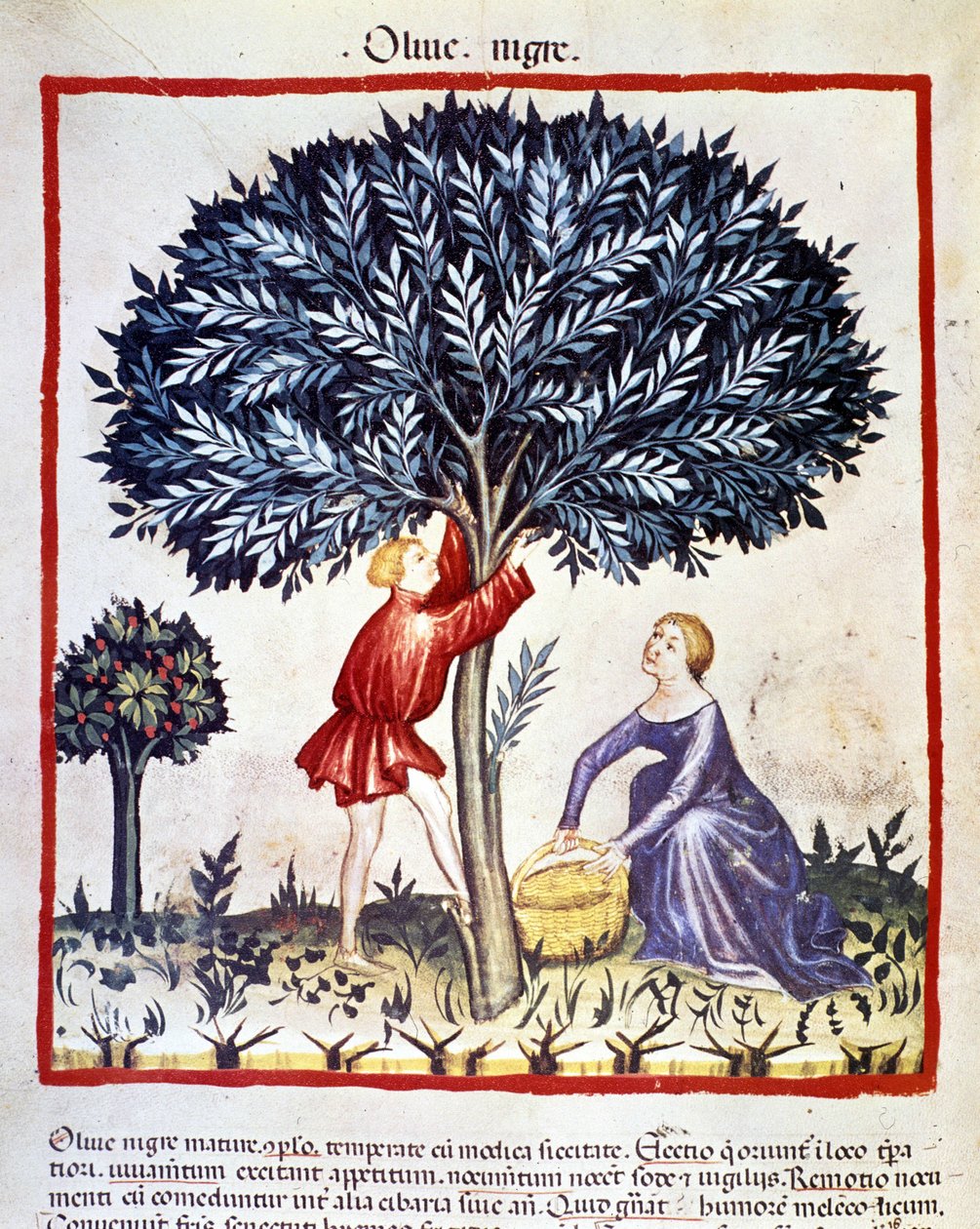 En mand klatrer på et oliventræ for at plukke sorte oliven. Belysning fra malkning af medicin og diætetik "" Tacuinum sanitatis"" af Unknown artist