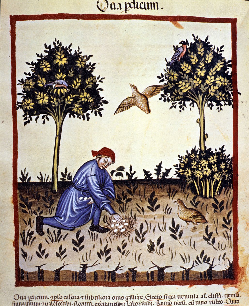 En mand plukker æg fra en agerhøns rede. Belysning fra malkning af medicin og diætetik "" Tacuinum sanitatis"" af Unknown artist