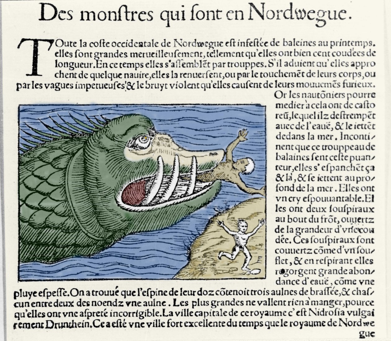 Et havmonster slår en svømmer nær Norges kyst. Gravering af Olaus Magnus (1490 - 1557), svensk religiøs og geograf, "Historia de Gentis Septentrionalibus", Venedig af Unknown artist