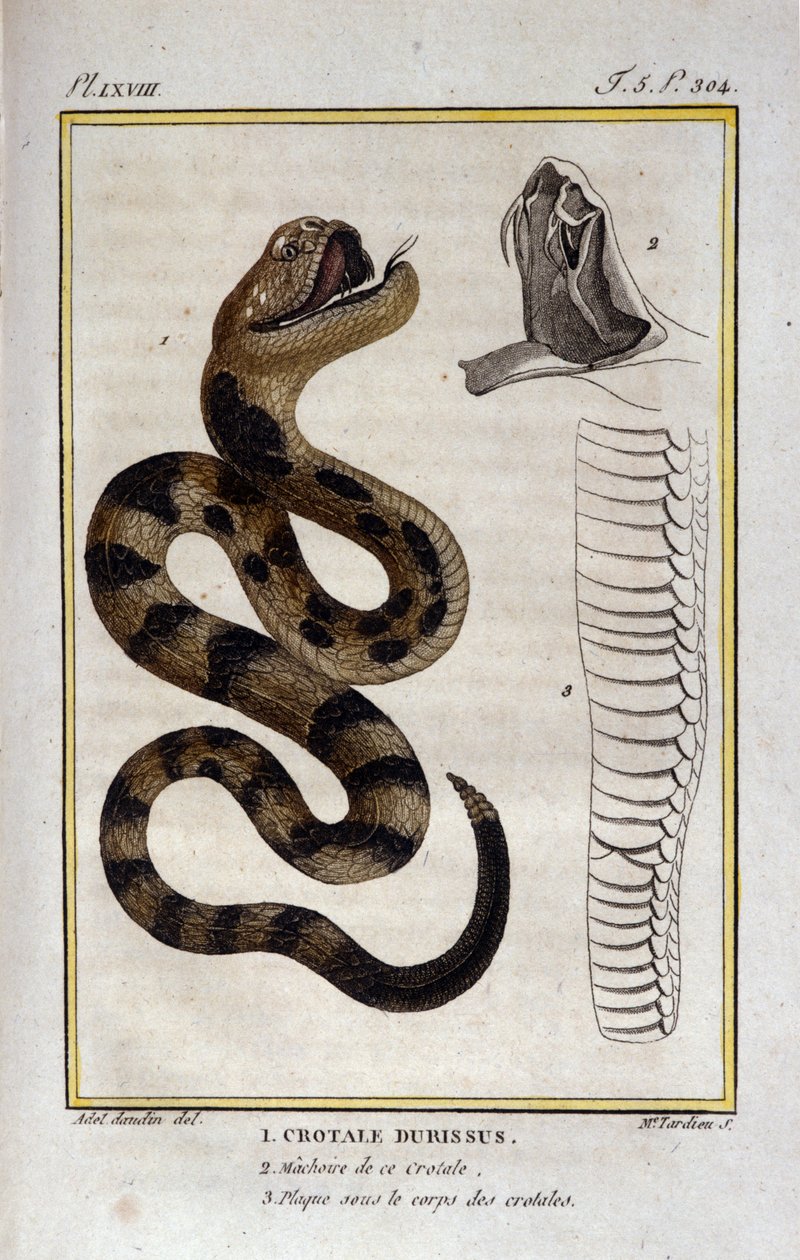 En klapperslange. Plade taget fra en Natural History Treat of "" Works of Buffon"" af naturforsker Georges Louis Leclerc, greve af Buffon (1707 - 1788). 19. århundrede af Unknown artist