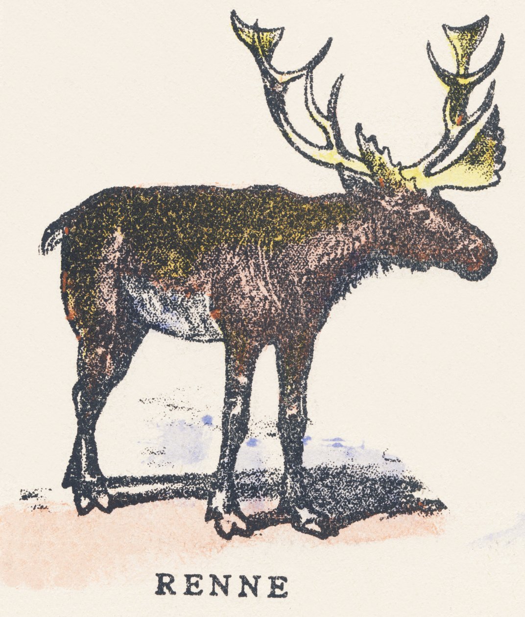 A: rensdyr af Unknown artist