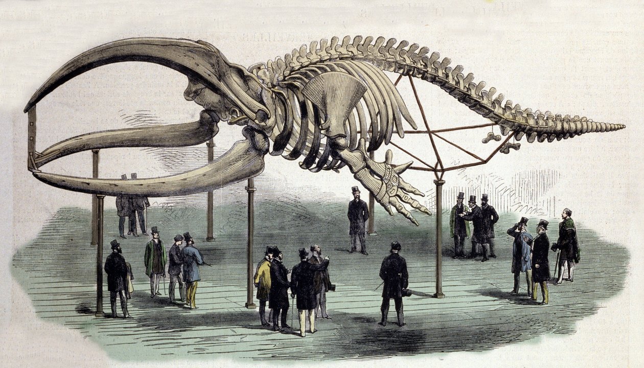 Et skelet af hvaler ved Royal College of Surgeons i London. 1800-tals gravering af Unknown artist