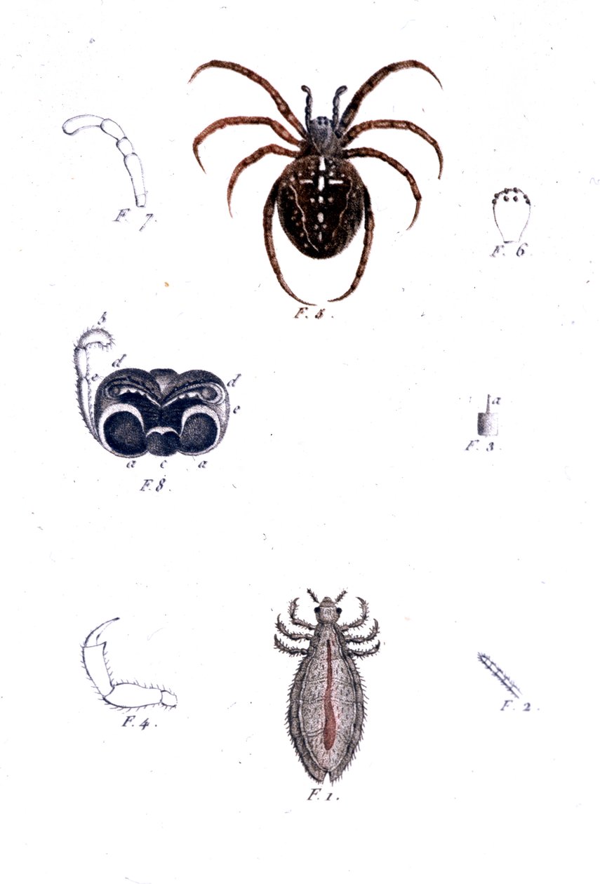 En edderkop og en lus. Naturhistorisk bestyrelse, sd. 19. århundrede. af Unknown artist
