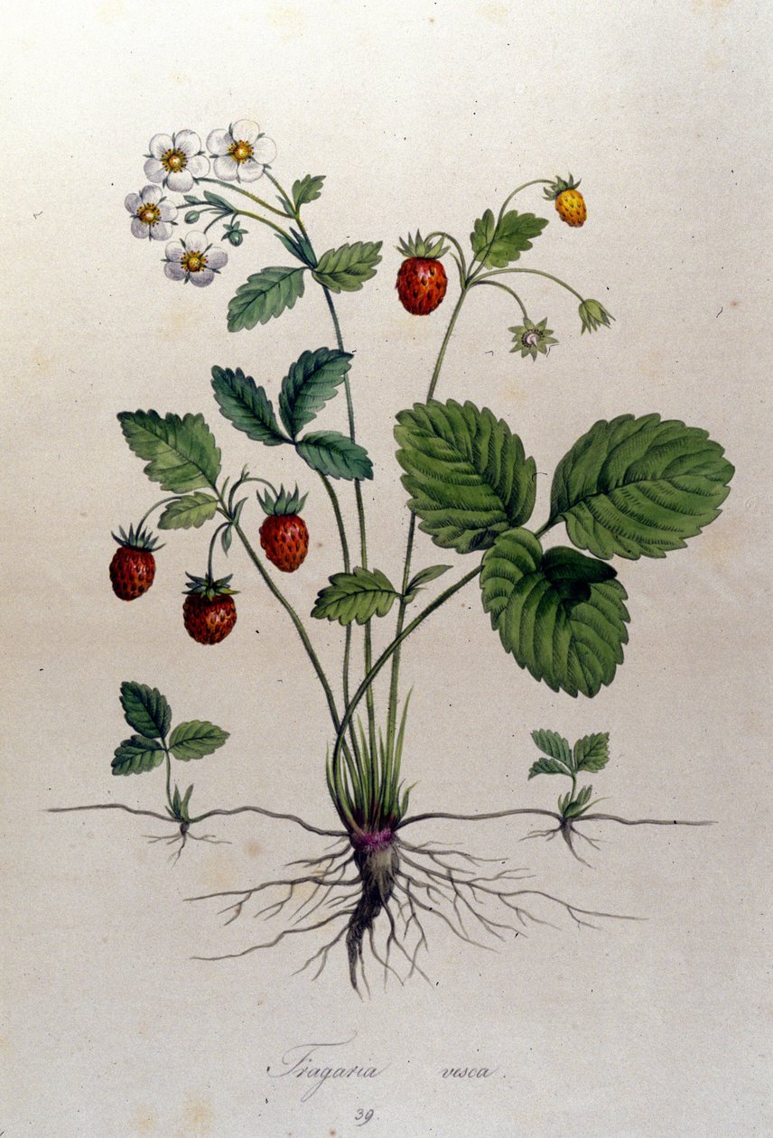 Et jordbærtræ og dets frugter: botanisk bord fra det 19. århundrede. af Unknown artist