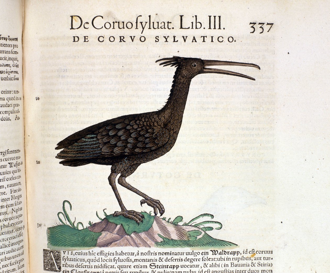 En vild ravn fra Historia Animalium af Conrad Gesner, Tiguri 1560. Biblioteca Nazionale Braidense. Milano af Unknown artist