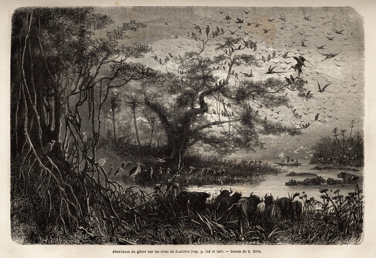 Overflod af vildt på bredden af Zambese. Indgravering til illustration af Dr. Livingstones første rejser til det sydlige Afrika fra 1840 til 1856, i "Le tour du monde, nouveau journal des voyages"" udgivet under ledelse af Edouard Charton af Unknown artist