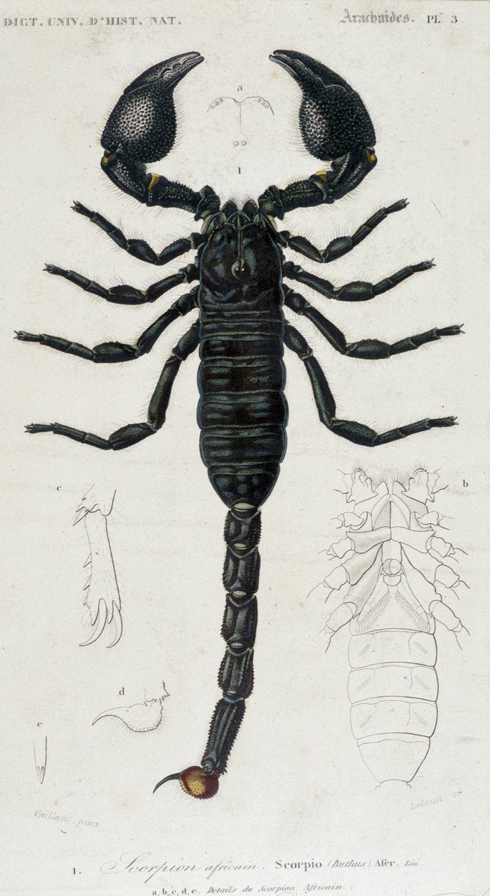 African Scorpion - Natural History Board af Unknown artist