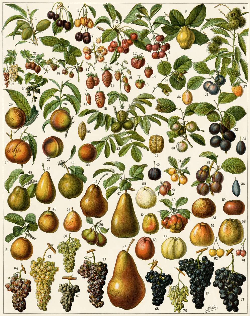 Landbrug: Botanisk bord, der repræsenterer spiselige frugter (kirsebær, hindbær, jordbær, blåbær, fersken, abrikos, nødder, vindruer, pære, hasselnød, figen, æble, blomme...). Farve litografi. af Unknown artist
