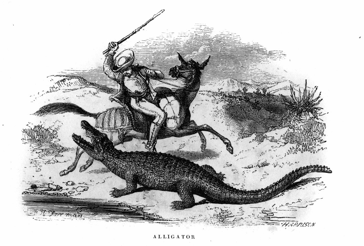 Alligator i Sydamerika i midten af det 19. århundrede. af Unknown artist