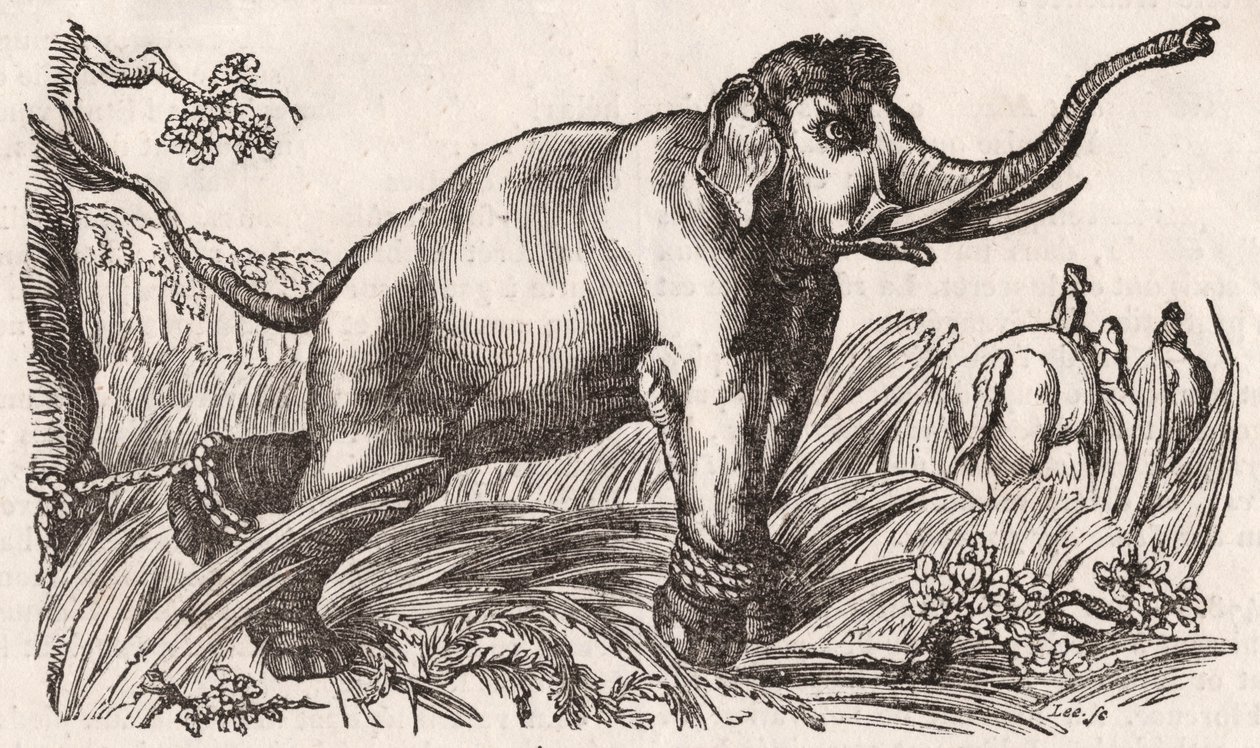 En elefant fanget i savannen, Afrika af Unknown
