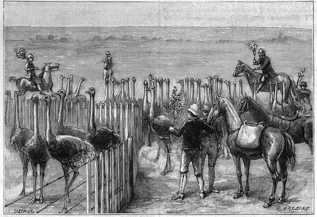 En strudsepark i Heaterton Towers i det sydlige Afrika i 1895. af Unknown artist