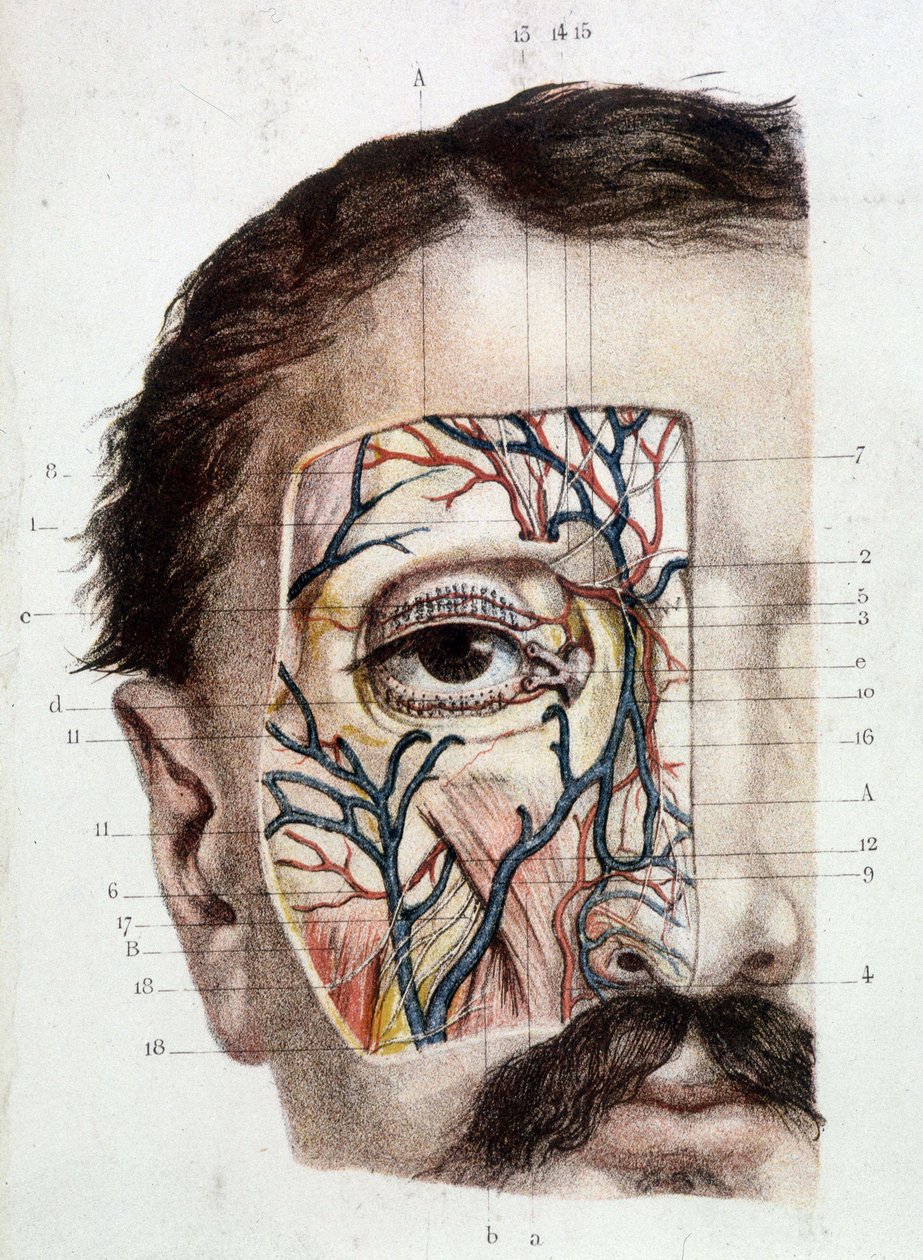 Anatomisk plade på øjet og dets omgivelser (afhudet) af Unknown artist