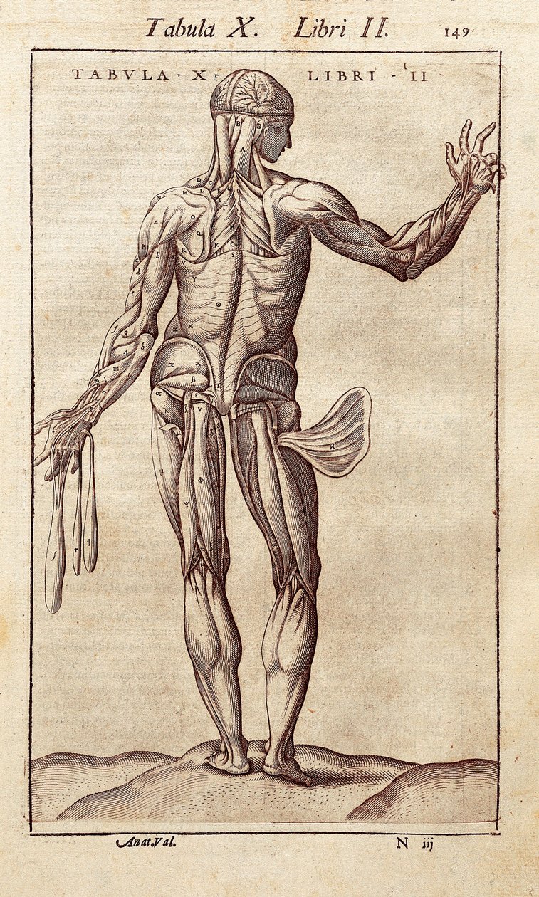 Anatomisk tavle, der repræsenterer en mand på ryggen. Indgravering i "" Anatomia Corporis Humani "" af Juan Valverde De Amusco (1525-1588). Barcelona. Biblioteca de Catalunya (Cataloniens Nationalbibliotek, Barcelona). af Unknown artist