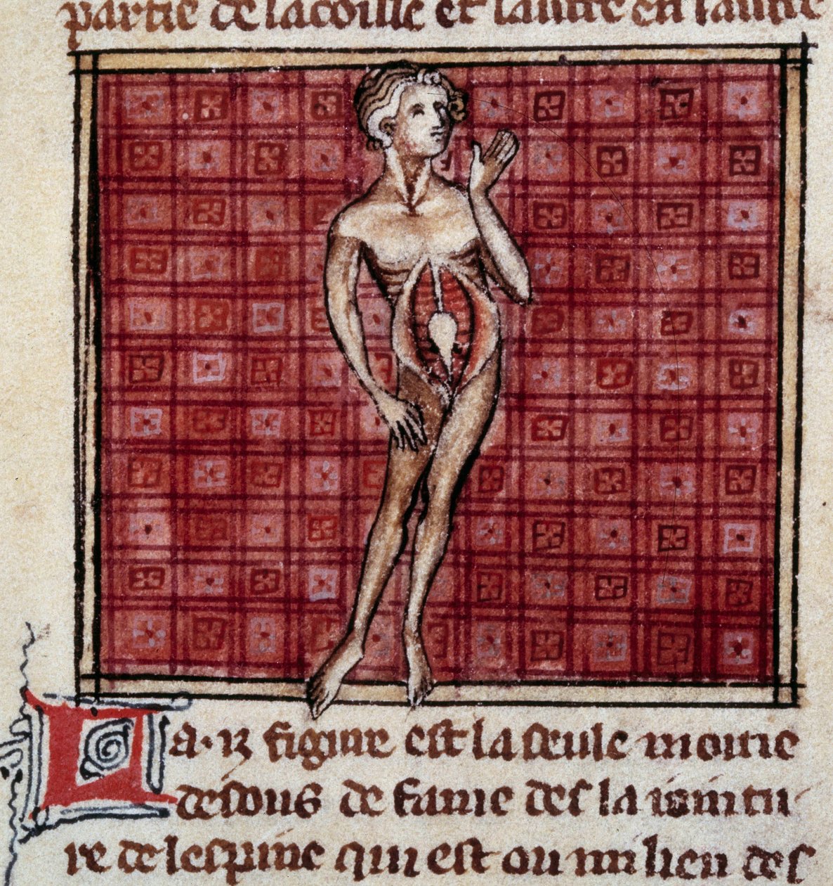 Anatomiske figurer: mandlig og kvindelig bark, åben mave (mave), viser nyrer, blære, kønsorganer: detalje af manden. Miniature fra manuskriptet "" Surgery" (Folio 29) skrevet af Henri de Mondeville (kirurg hos Philippe Le Bel professor i anatomi) af Unknown artist