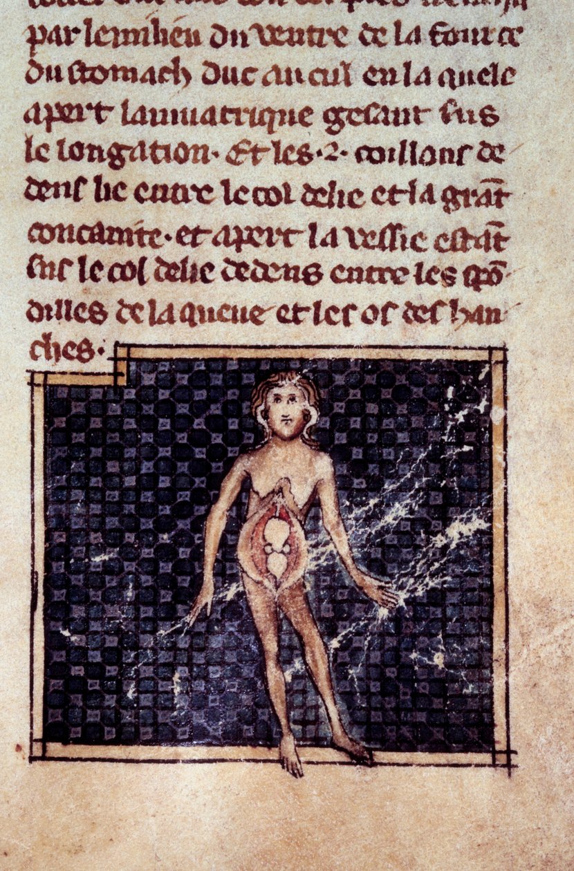 Anatomiske figurer: mandlige og kvindelige skræller, åben mave, viser nyrer, blære, kønsorganer: detalje af kvinden. Miniature fra manuskriptet "" Surgery" (Folio 29) skrevet af Henri de Mondeville (kirurg hos Philippe Le Bel professor i anatomi) af Unknown artist