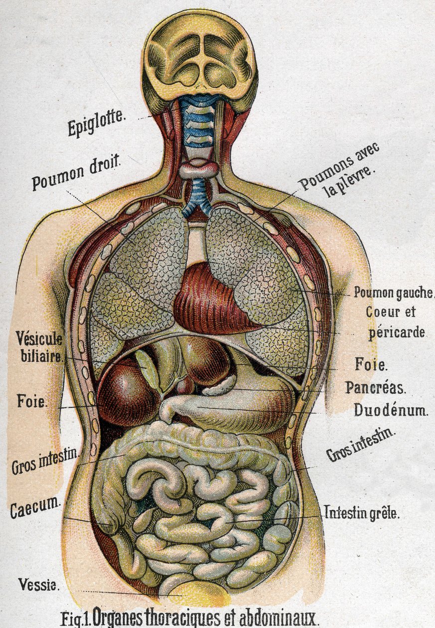 Anatomi: Bryst og maveorgan. (Tarm, lever, bugspytkirtel, lunge etc.) i La nouvelle medication naturelle par F.E. Bilz.1898. af Unknown artist