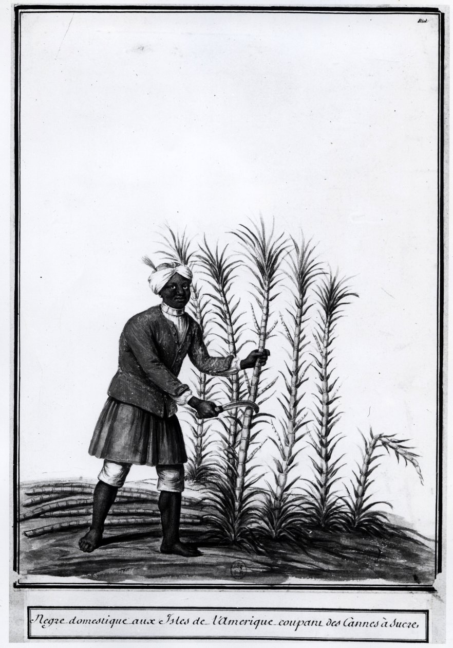 Antiller, tam nigger skærer sukkerrør. af Unknown artist