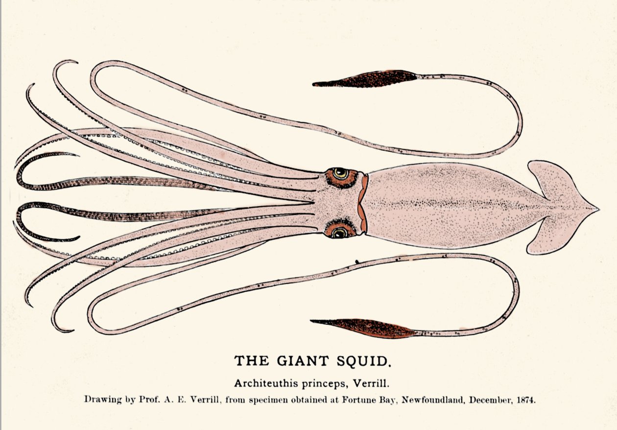 Architeuthis princeps, den gigantiske blæksprutte svigtede på stranden i Fortune Bay (Newfoundland) i december 1874 og først beskrevet af professor A.E. Verrill. Era gravering. af Unknown artist