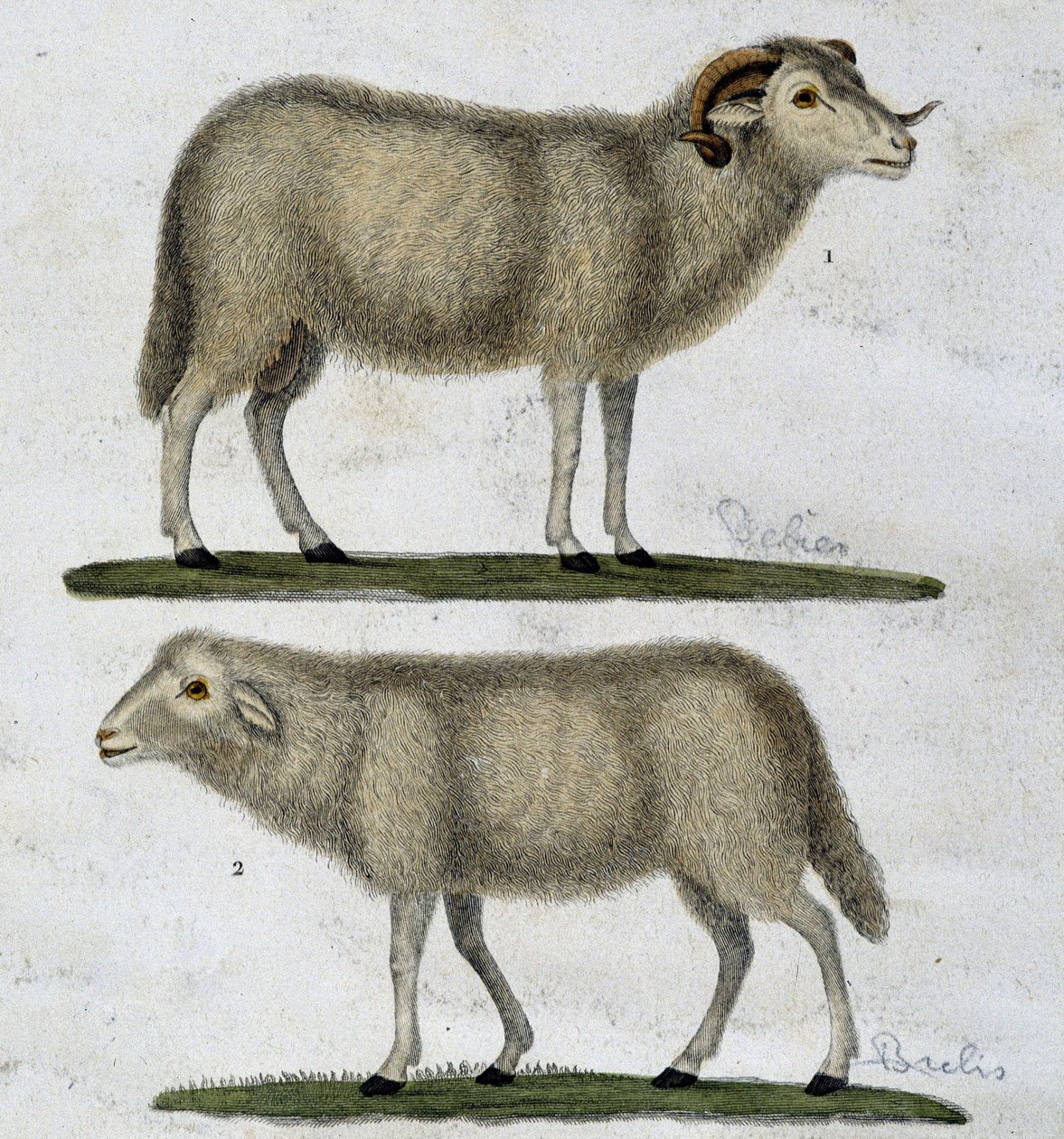 Vædderen og får af Unknown artist