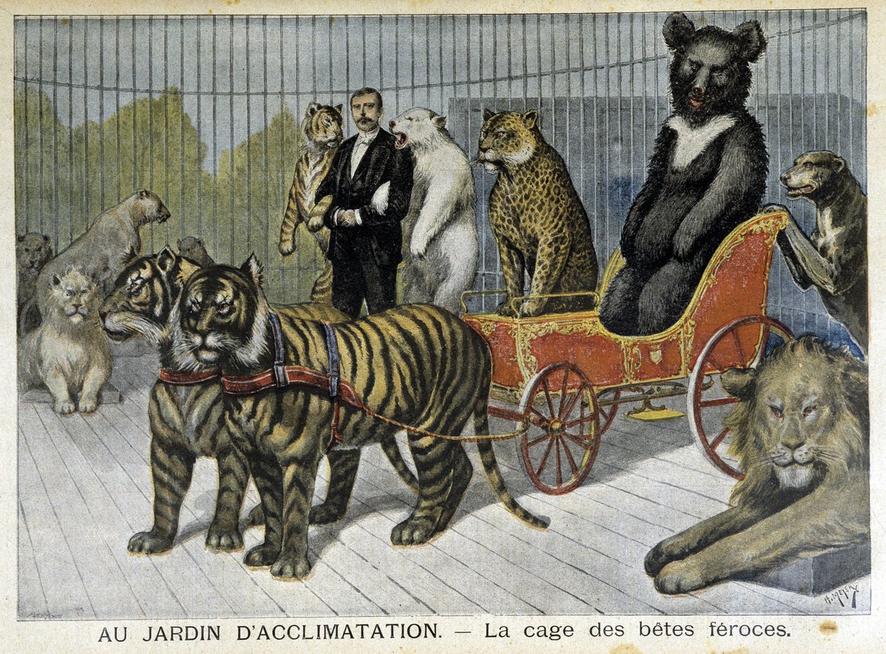 I akklimatiseringens have: de grusomme dyrs bur - i "" Le Petite Journal"" af 02/06/1895 af Unknown artist