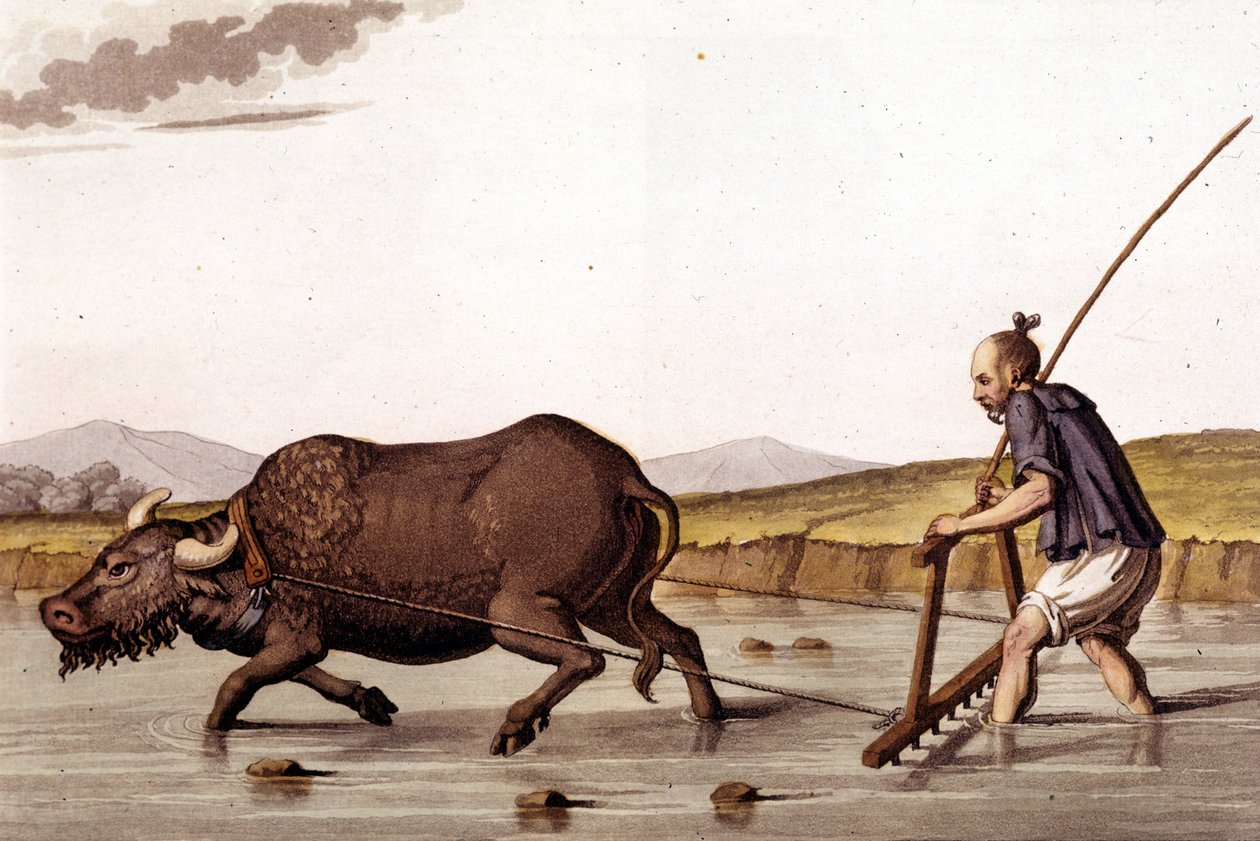 Væk fra at sørge over rismarkerne med en okse - i gammel og moderne dragt af J. Ferrario, red. Milano af Unknown artist