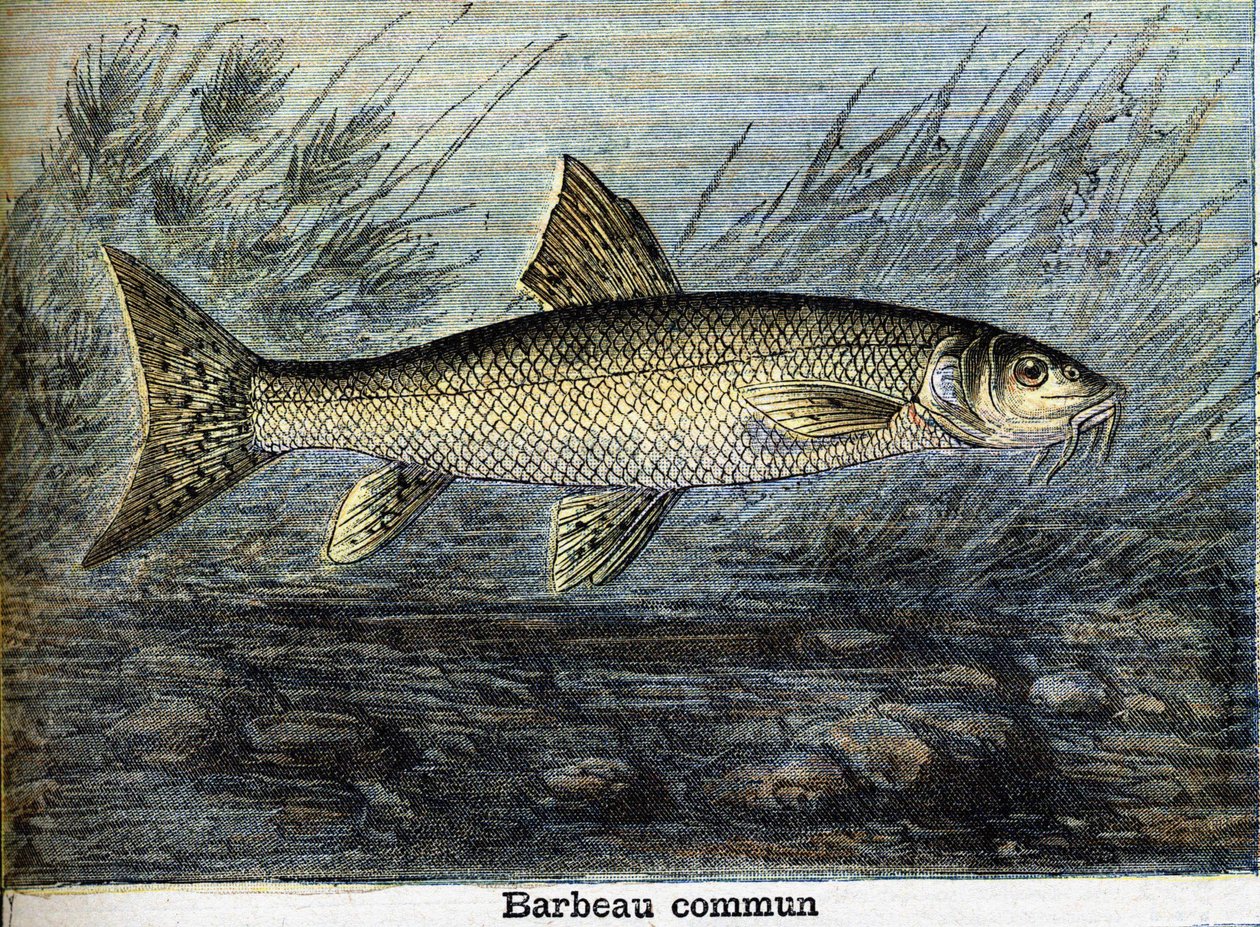 Almindelig vægtstang. Stik fra 1897 af Unknown artist