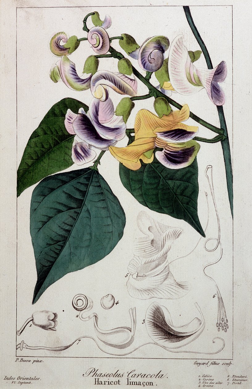 Bønnesnegl (phaseolus caracola), botanisk bord af Unknown artist