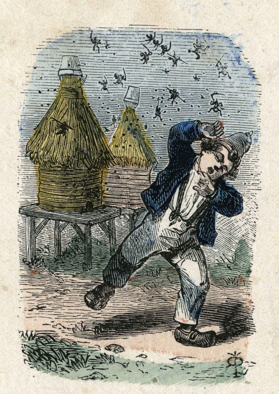 Bier angriber et barn i nærheden af deres stade. Illustration 1800-tallet. Bianchetti samling af Unknown artist