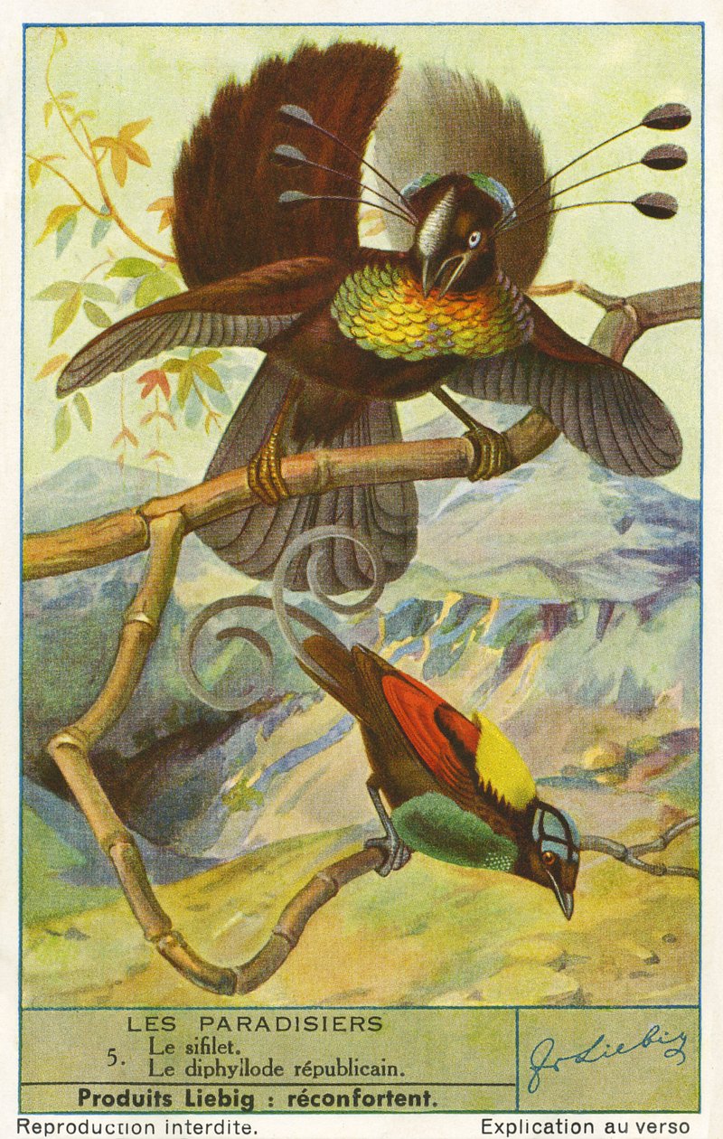 Paradisfugl af Unknown artist