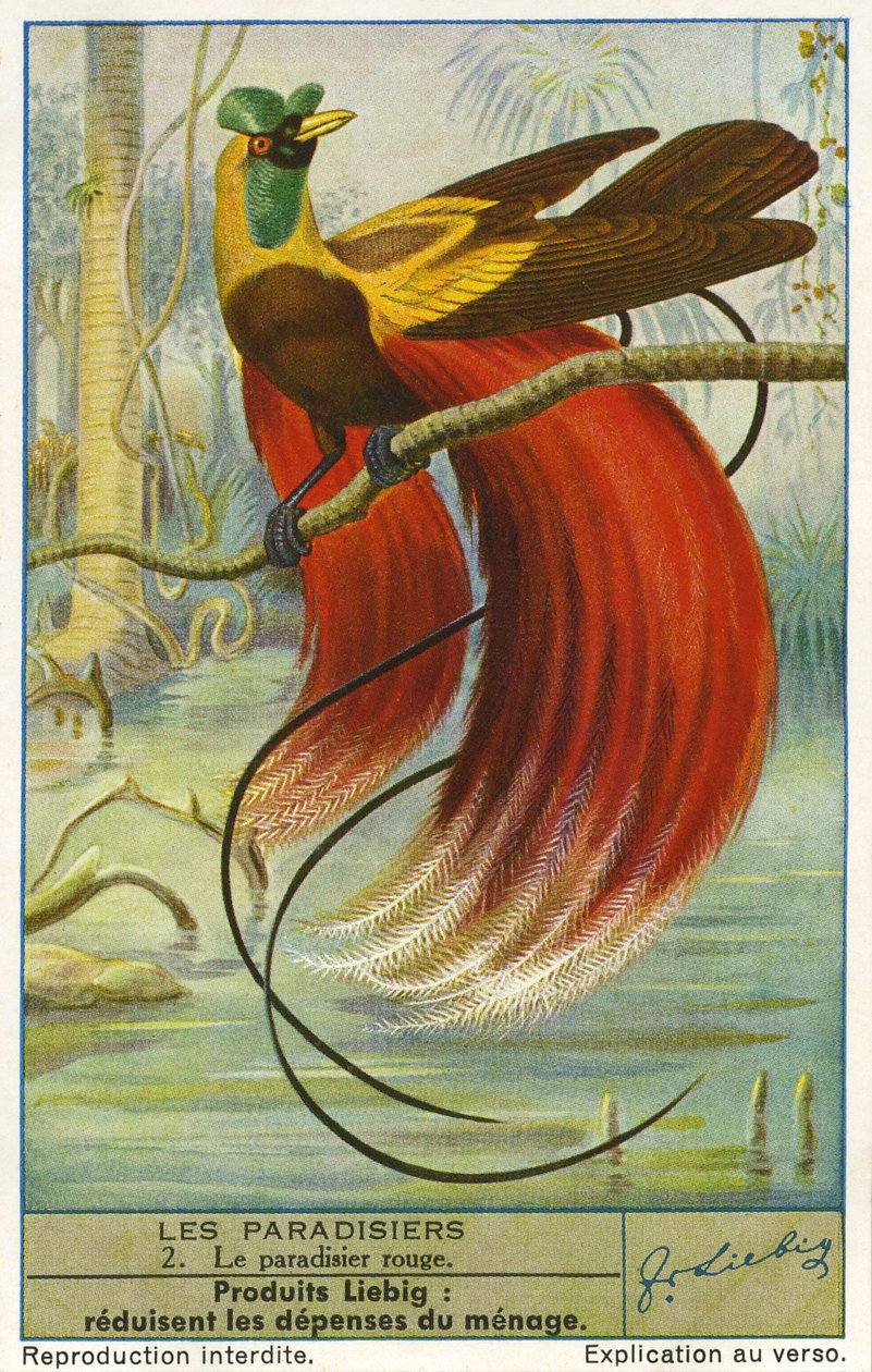 Paradisfugl af Unknown artist