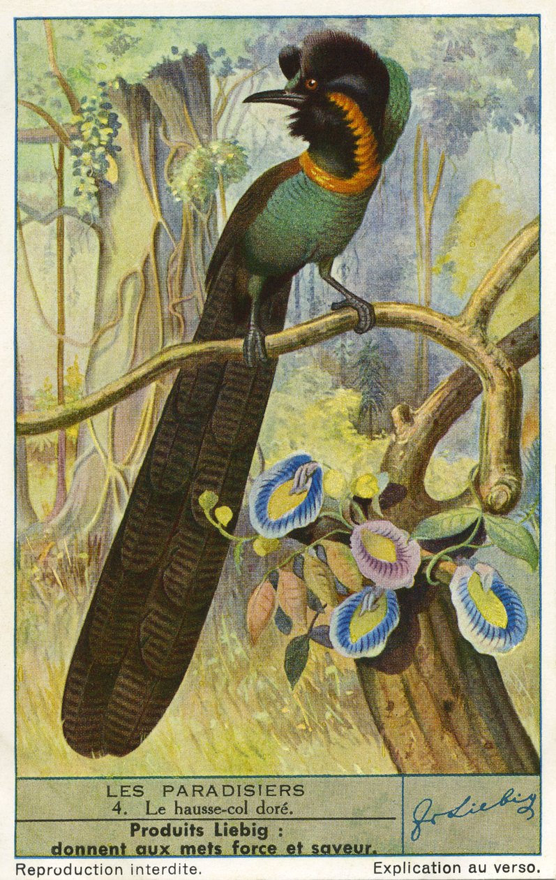 Paradisfugl af Unknown artist