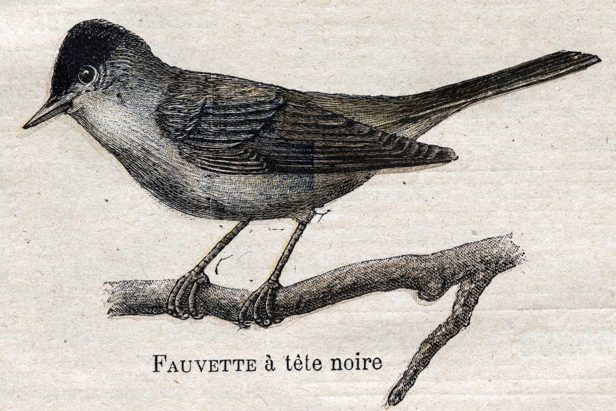 Fugle nyttige til landbrug: Sortfodetsanger af Unknown artist