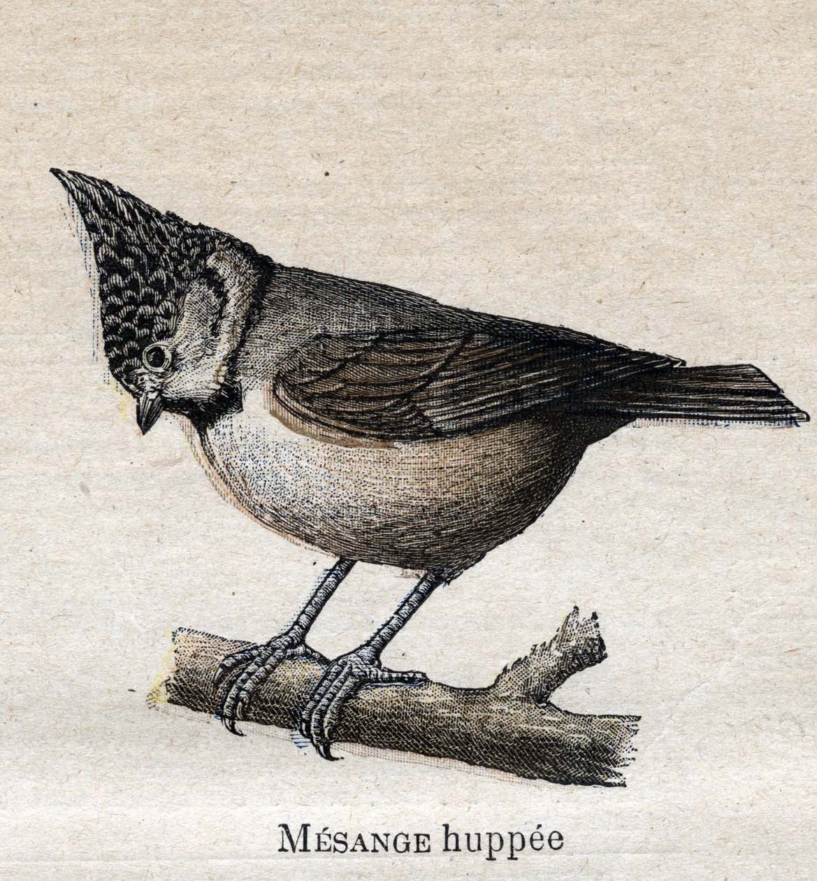 Fugle nyttige til landbruget: Cupped Chickadee af Unknown artist