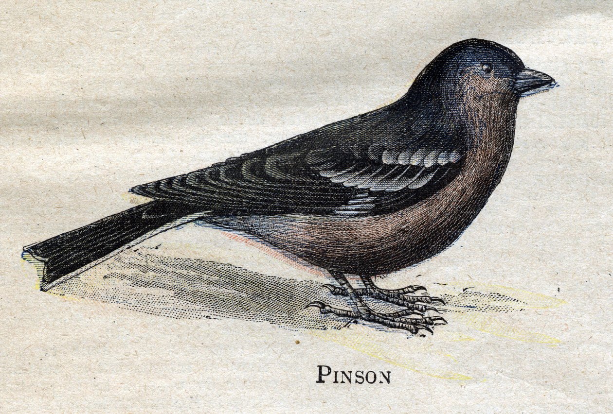 Fugle nyttige til landbrug: Pinson af Unknown artist