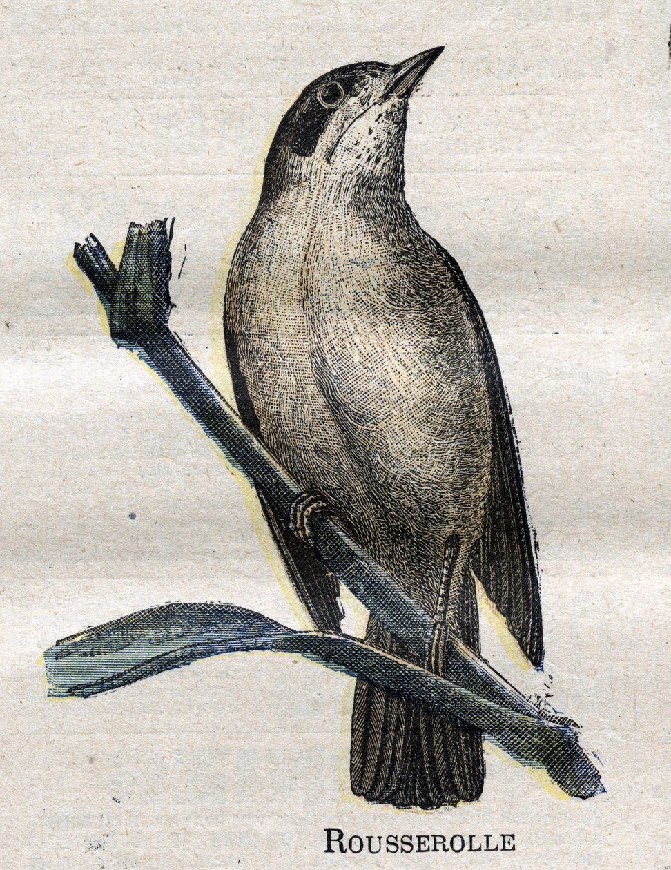 Fugle nyttige til landbrug: Rousserolle af Unknown artist