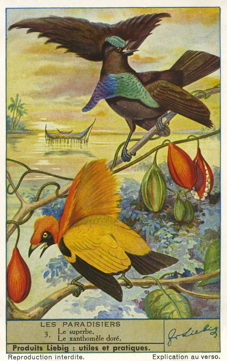 Paradisets fugle af Unknown artist