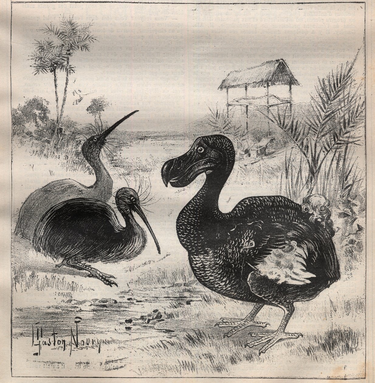 Fugle, der forsvinder: dodo (eller dronte) og apteryx (eller kiwi kiwi) - Indgravering i "" La Science francaise"" af Unknown artist