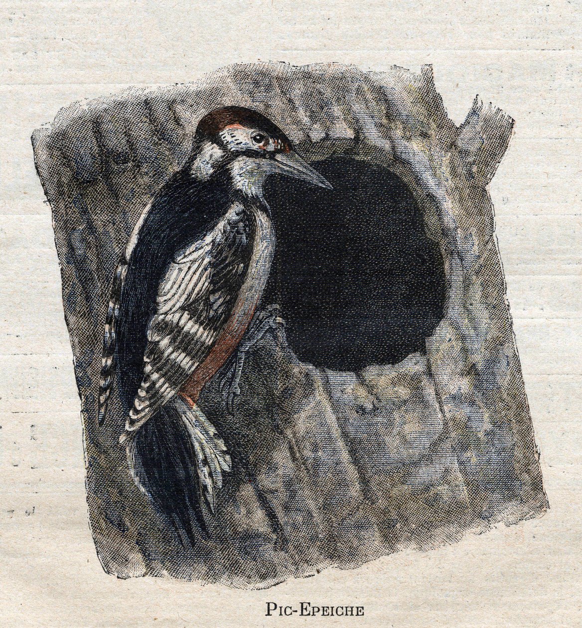 Fugle nyttige til landbrug: Spætte af Unknown artist