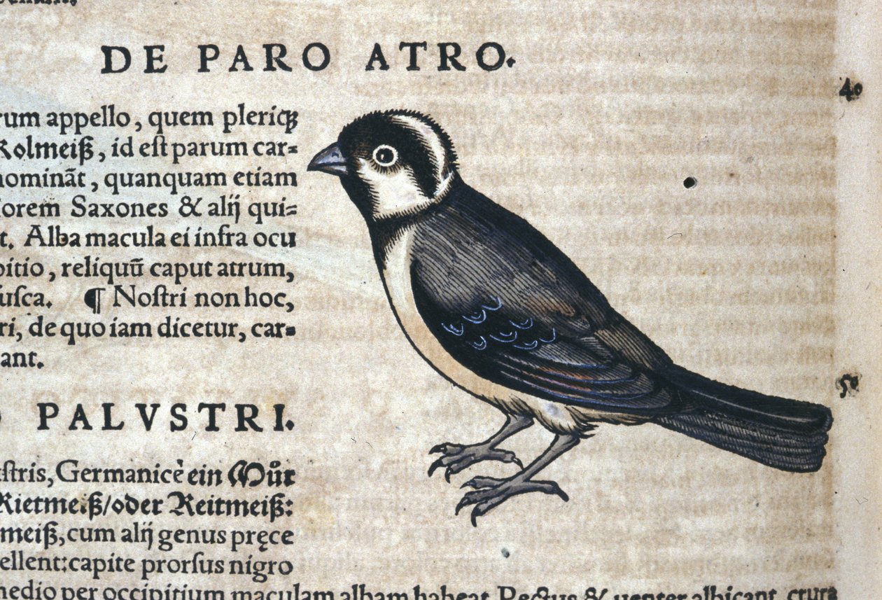 Sort fugl i Historia Animalium af Conrad Gesner (1516 - 1565), Tiguri af Unknown artist