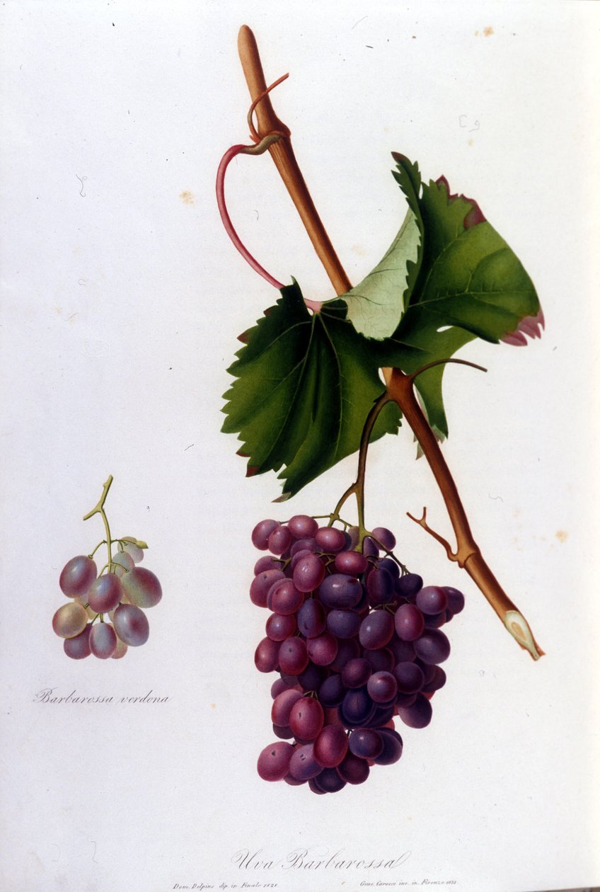 Sorte druer. 1800-tals gravering. af Unknown artist