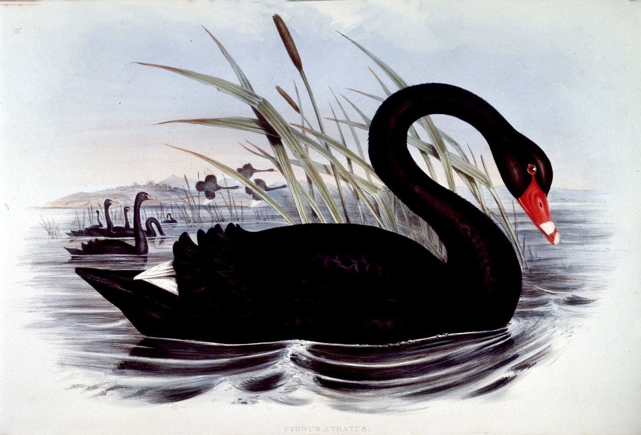 Sort svane (cygnus atratus) - fra J. Gould