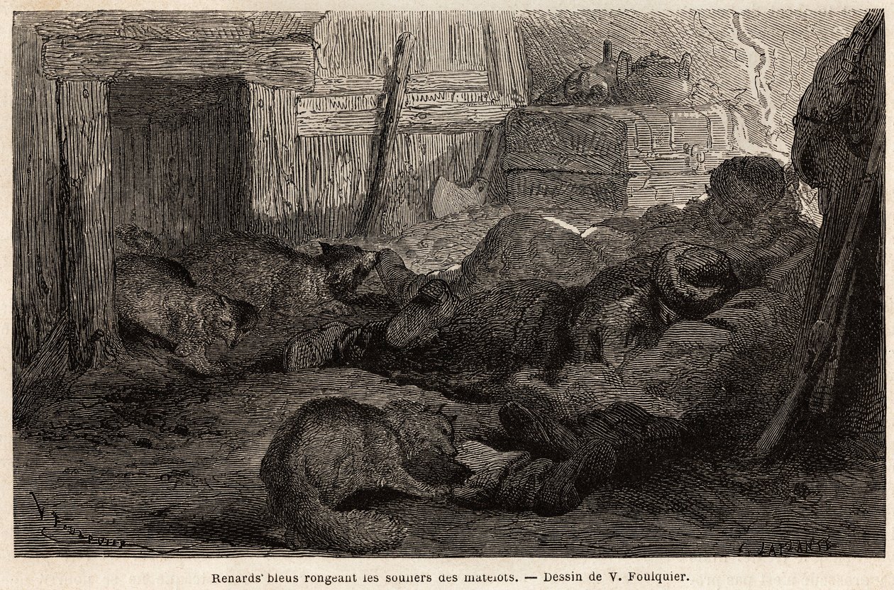 Blå ræve gnaver sko af sømænd i søvn i tilflugtsstedet på observationsstationen, tegning af V.Foulquier, for at illustrere Spitzberg af Unknown artist