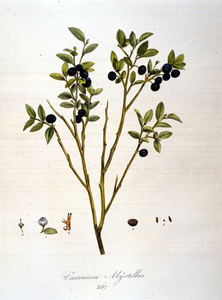 Blåbær:: botanisk bord fra det 19. århundrede. af Unknown artist