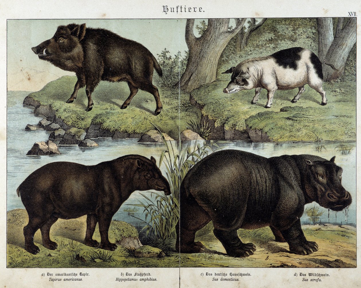 Orne, gris, tapir og flodhest - i "" Natural historier of pattedyr", red. Schreiber af Unknown artist